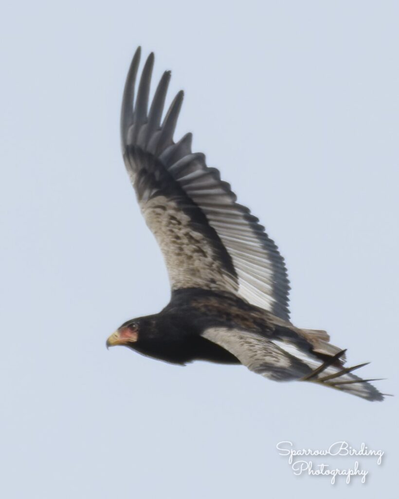 Batteleur - Morgan Kunda - SparrowBirding