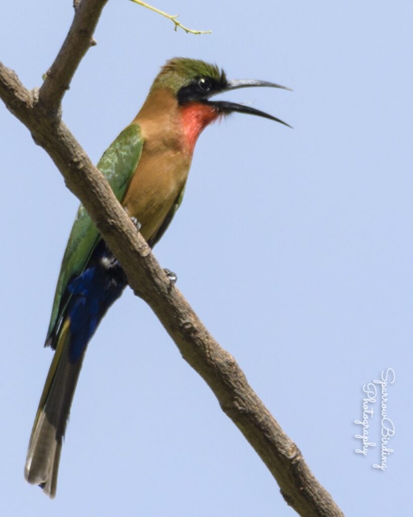 Red-throated Bee-eater