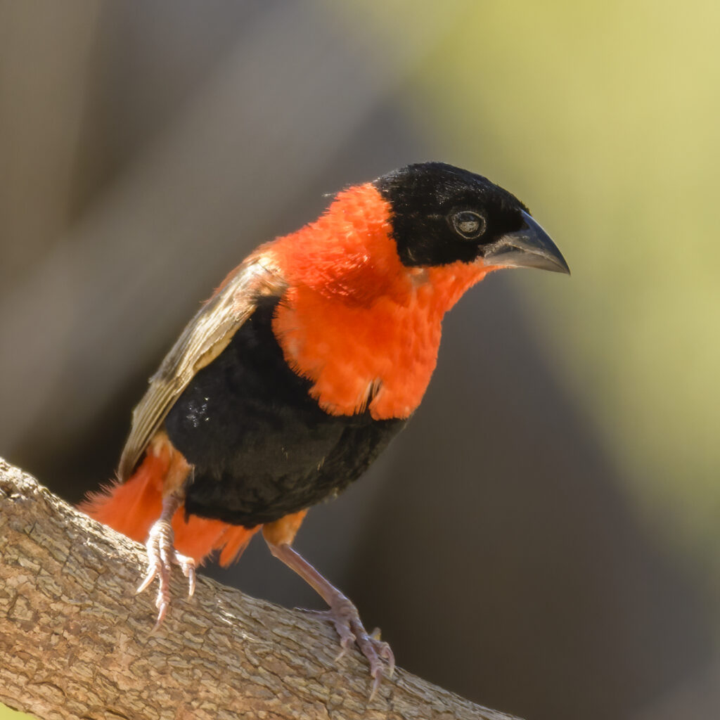 Northern Red Bishop - Killy Woods