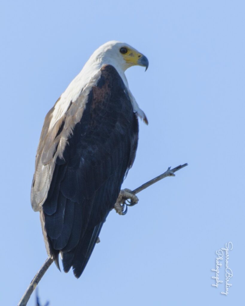 African Fish Eagle