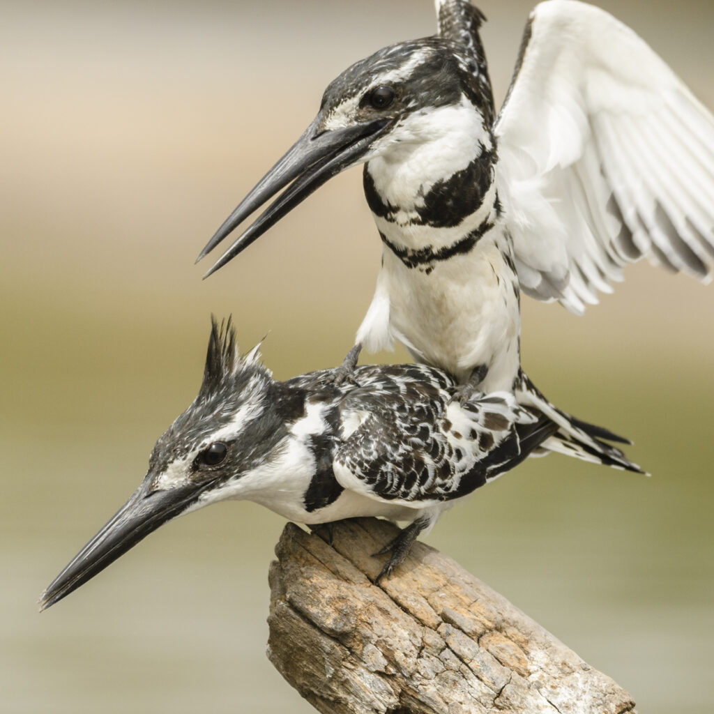 Pied Kingfisher - Marakissa