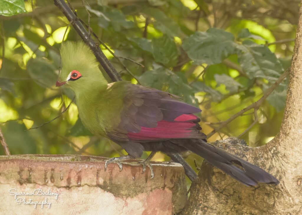 Green Turaco - Brufut