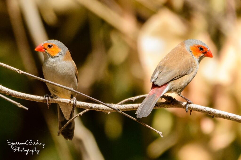 Orange-cheeked Waxbills - Killy Woods