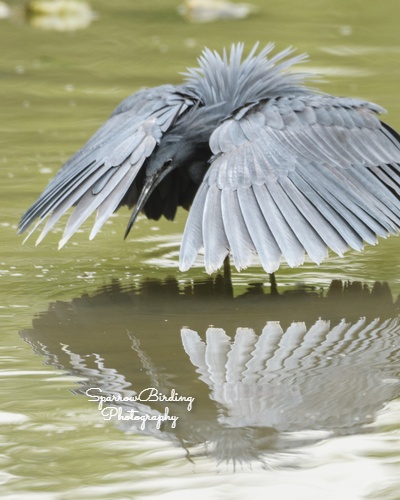 Black Heron - Koto Creek - SparrowBirding