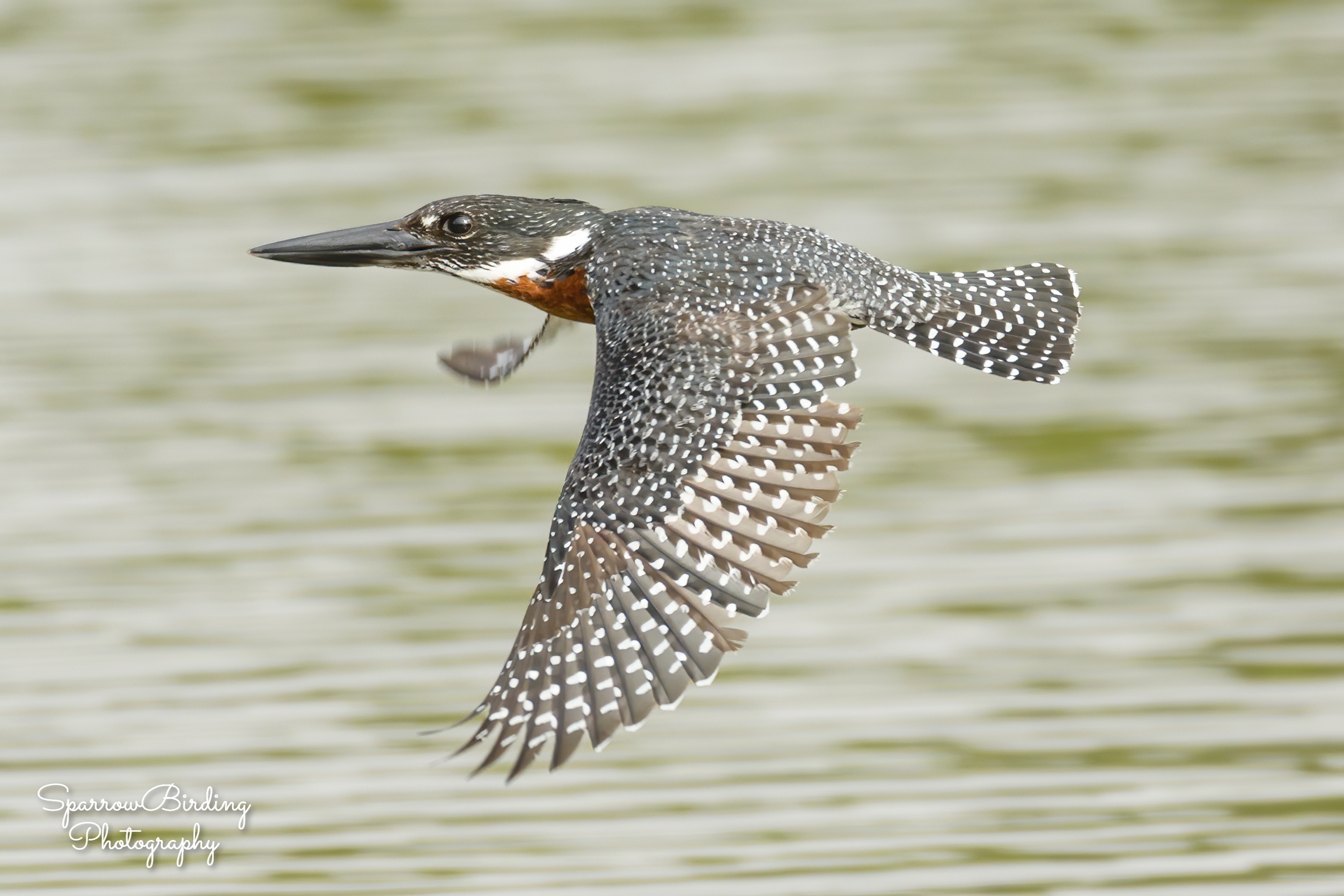 Giant Kingfisher - Kotu Creek with SparrowBirding