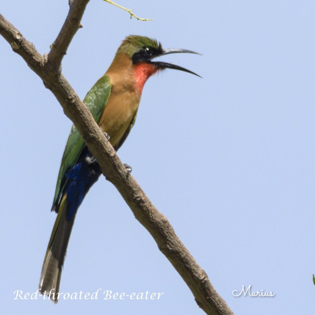 Red-throated Bee-eater, Bansang The Gambia Red-throated Bee-eater - SparrowBirding