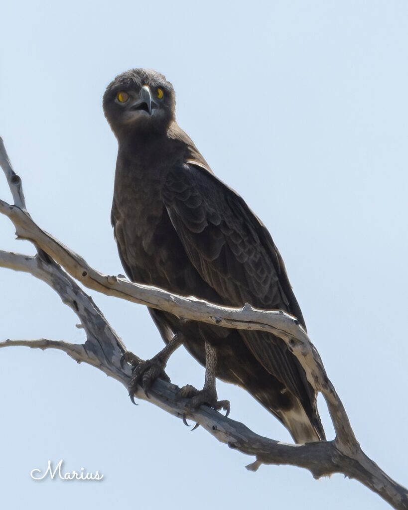 Brown Snake Eagle - Gambia - SparrowBirding