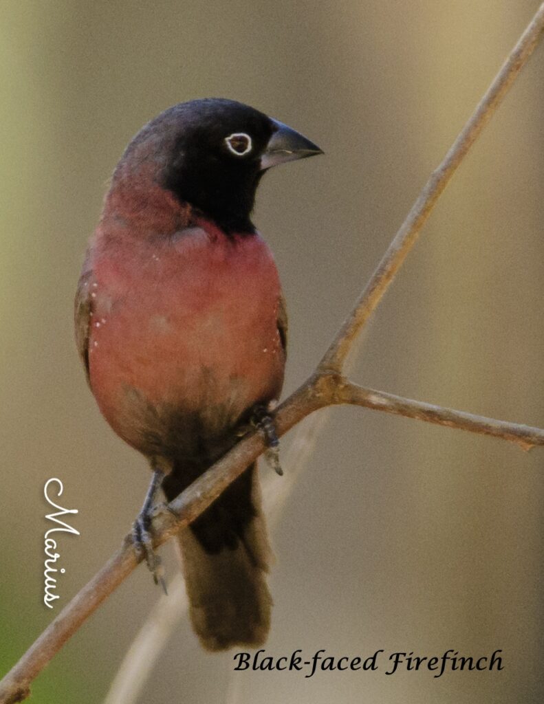 Black-faced Firefinch - Killy Woods - SparrowBirding