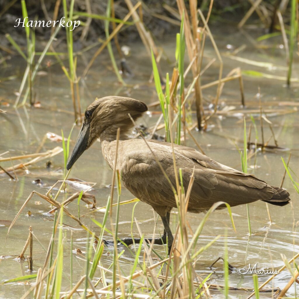 Hamerkop, The Gambia