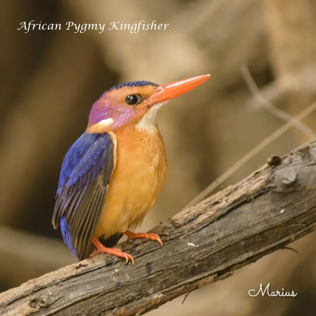 African Pygmy Kingfisher - Brufut