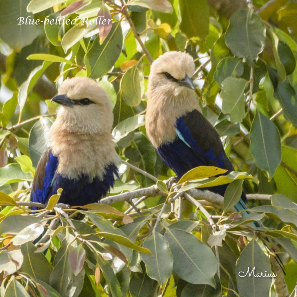 Blue-bellied Roller - Kotu - SparrowBirding