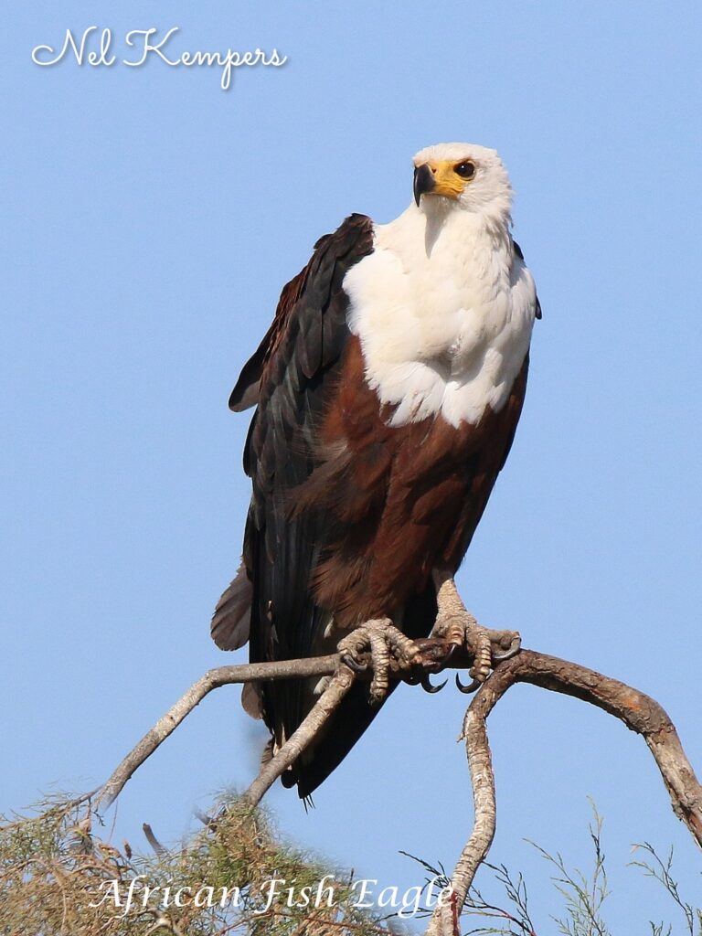 African Fish Eagle - Tendaba - SparrowBirding