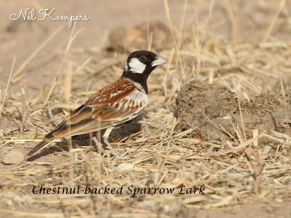 Chestnut-backed Sparrow - excursie met SparrowBirding