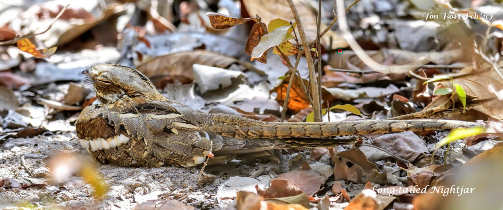 Long-tailed Nightjar - Brufut 