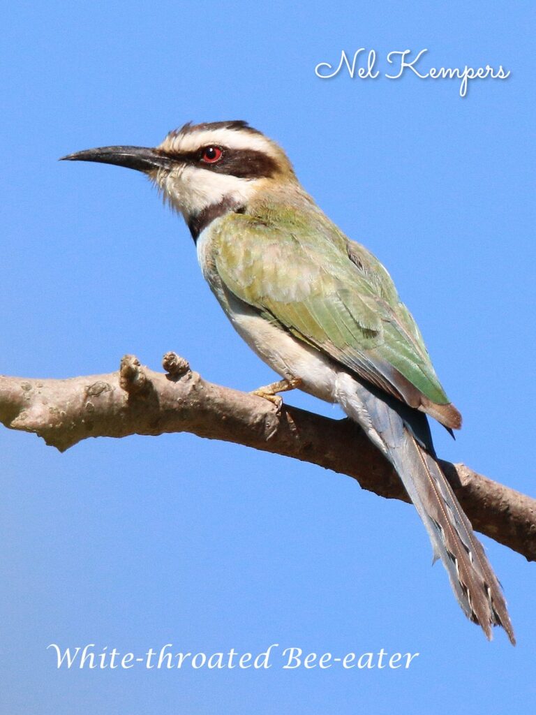 White-throated Bee-eater - Gambia - SparrowBirding