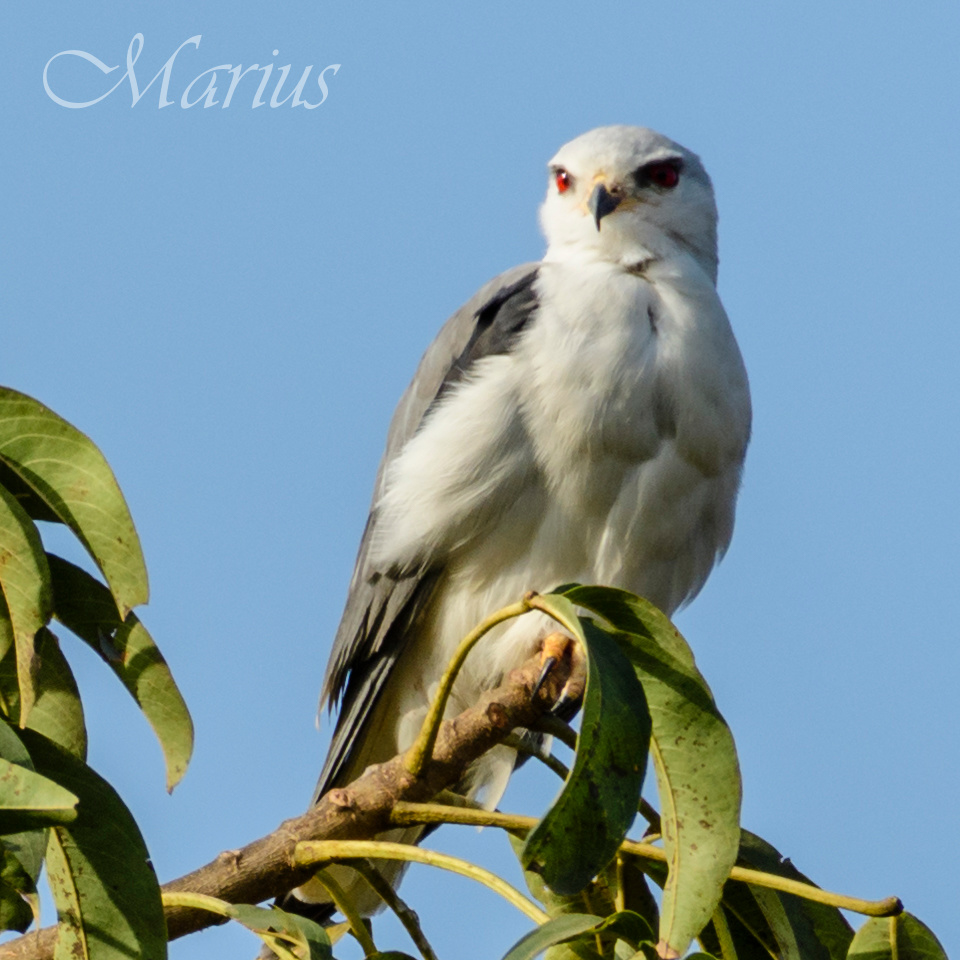Black-shouldered Kite - Madinaba