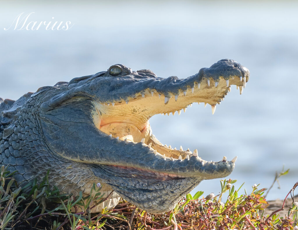 Crocodile - Marakissa