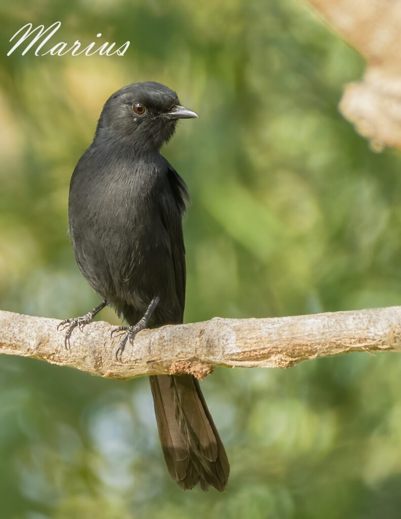 Northern Black Flycatcher - Morgan Kunda