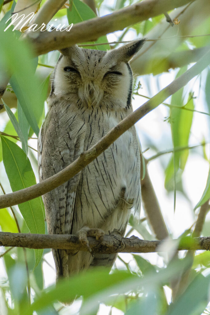 Northern White-faced Owl - Kotu