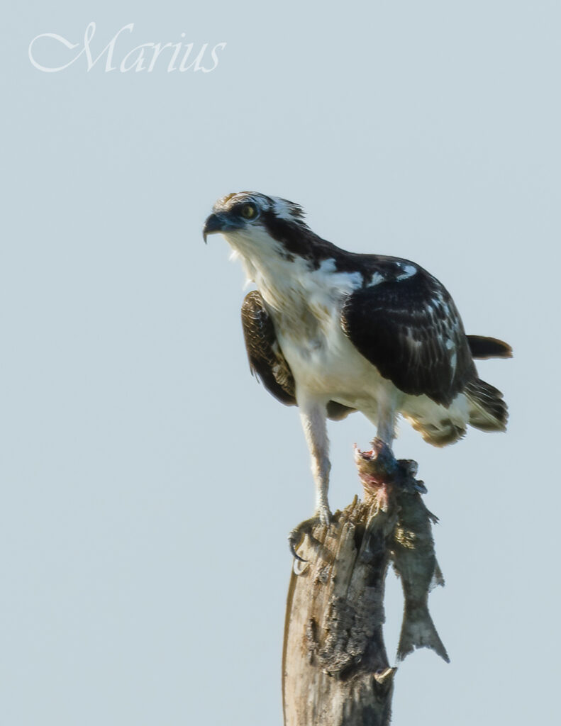 Osprey with prey - Kartong