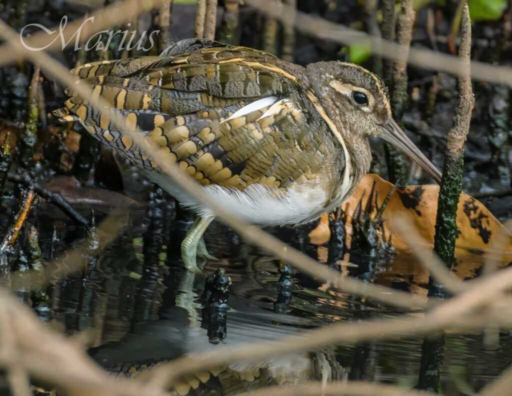 Greater Painted-snipe - Kotu