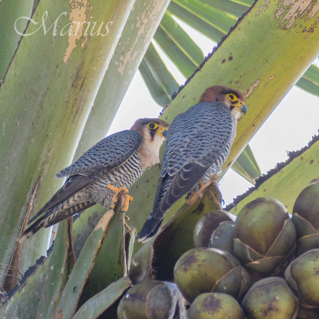 Red-necked Falcons - Barra beach