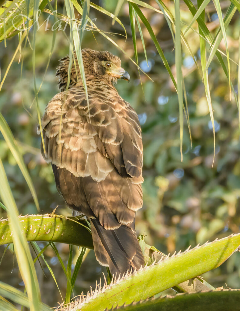 Wahlberg's Eagle - Madinaba