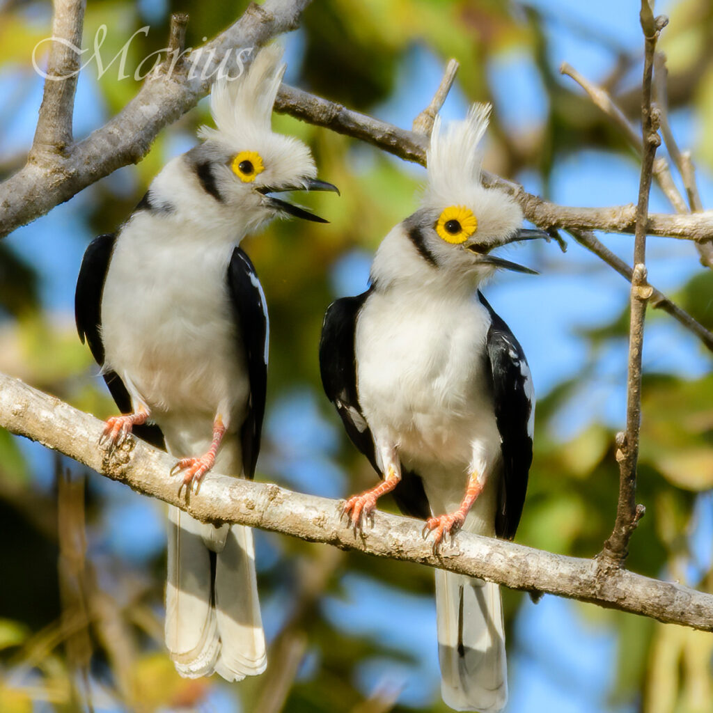 White Helmetshrikes  - AbCa's Creek