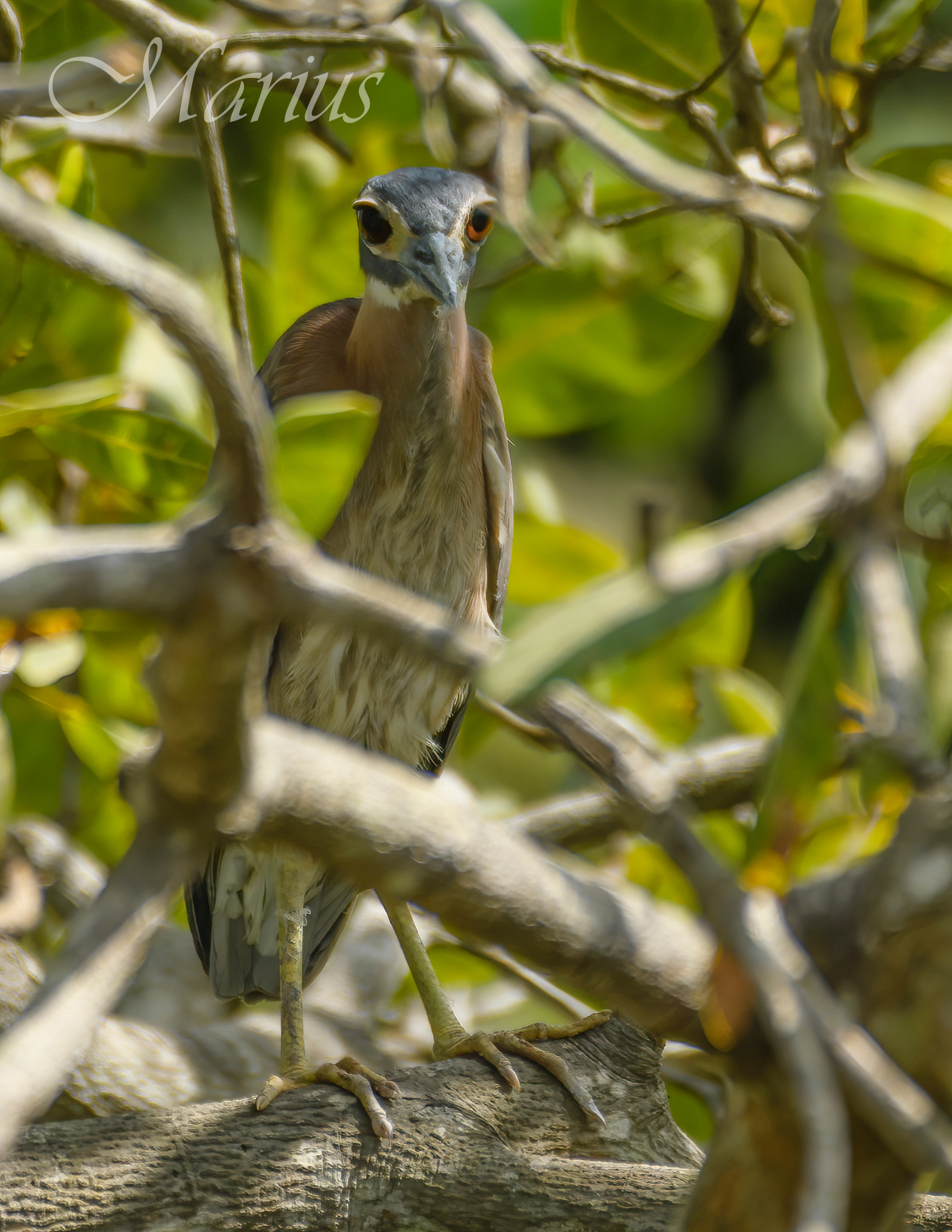 White-backed Night Heron - Farasutu forest