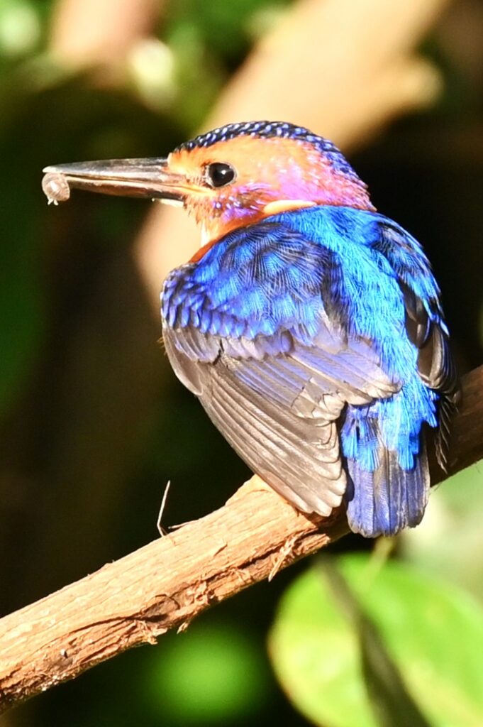 African Pygmy Kingfisher- Paul van Winsen (dec '25)