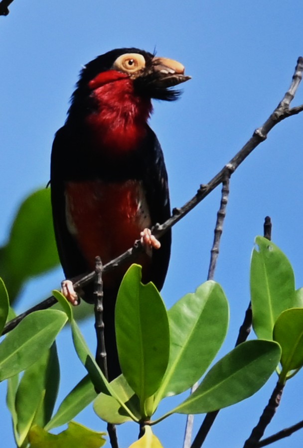 Bearded Barbet- Paul van Winsen (dec '25)