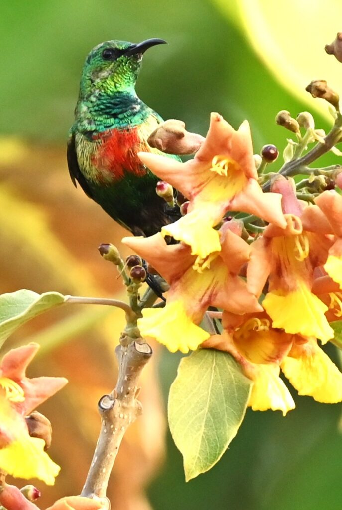 Beautiful Sunbird- Paul van Winsen (dec '25)