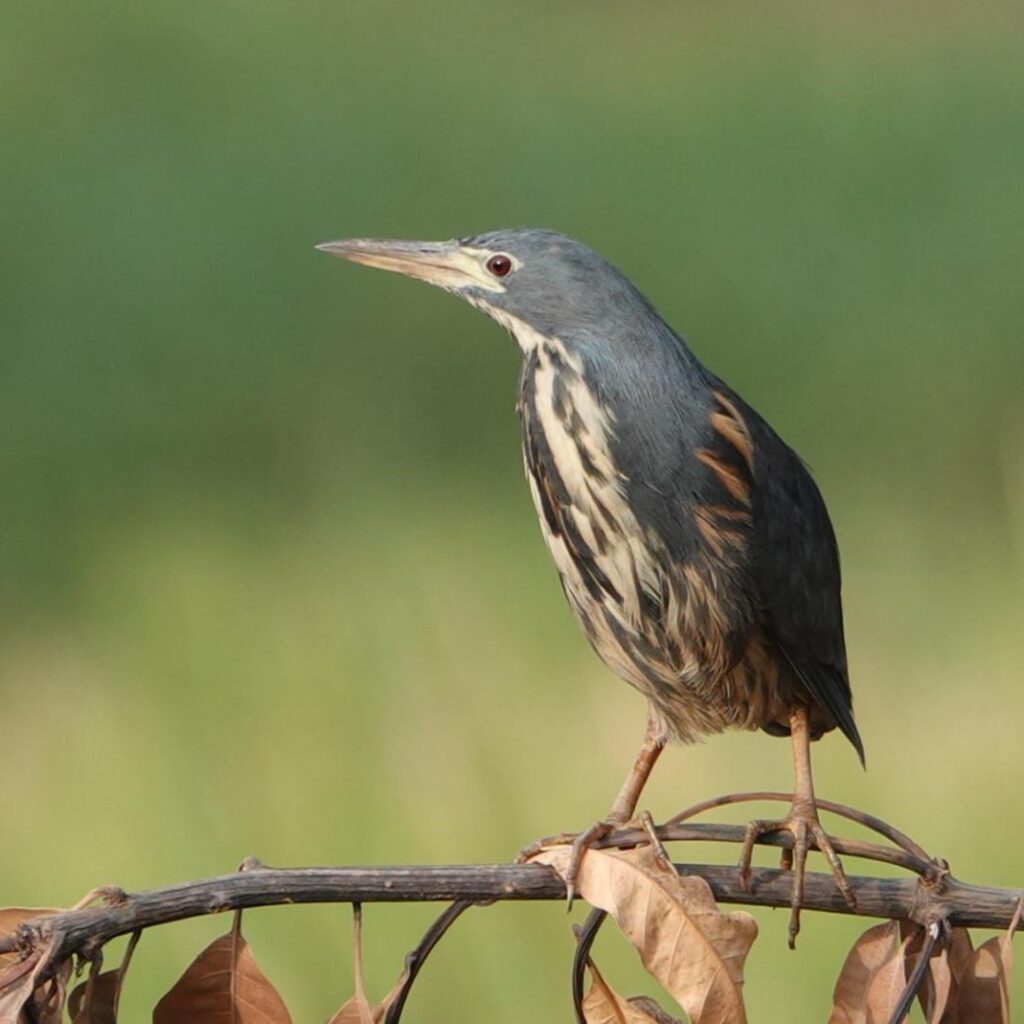 Dwarf Bittern - Juda van Rems (dec '25)