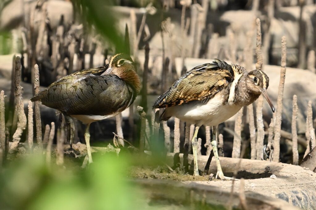 Greater Painted Snipe-Paul van Winsen (dec '25)