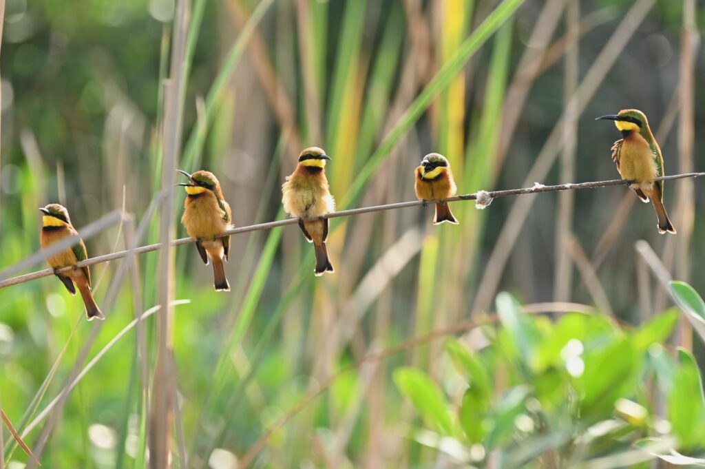Little Bee-eaters-Paul van Winsen (dec '25)