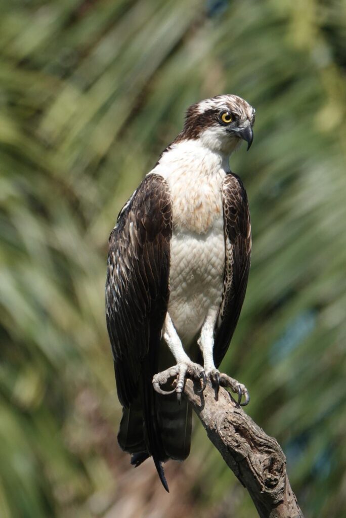 Osprey - Juda van Rems (dec '25)