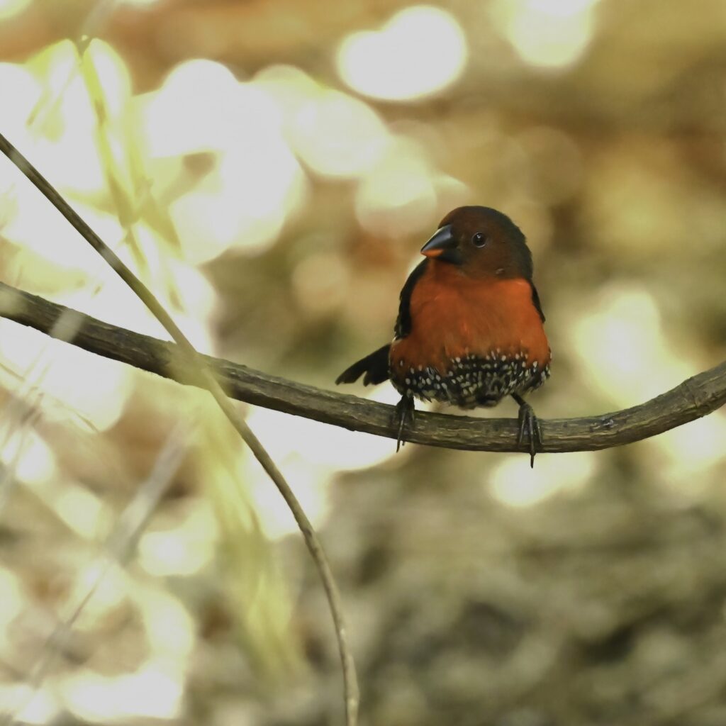 Western Bluebill-Paul van Winsen (dec 25)